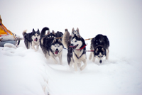 Huskies Erleben